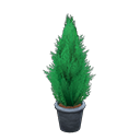 Load image into Gallery viewer, Cypress Plant
