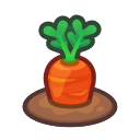 Ripe Carrot Plant