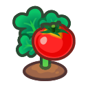 Ripe Tomato Plant