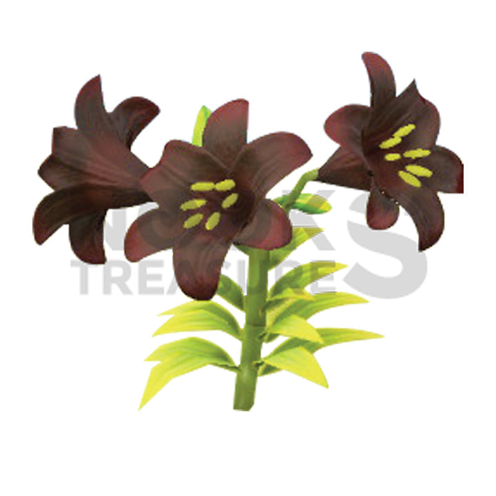 Black-Lily Plant(s)