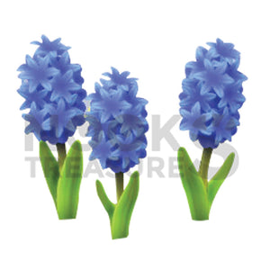 Blue-Hyacinth Plant(s)