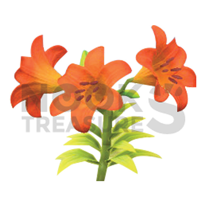 Orange-Lily Plant(s)