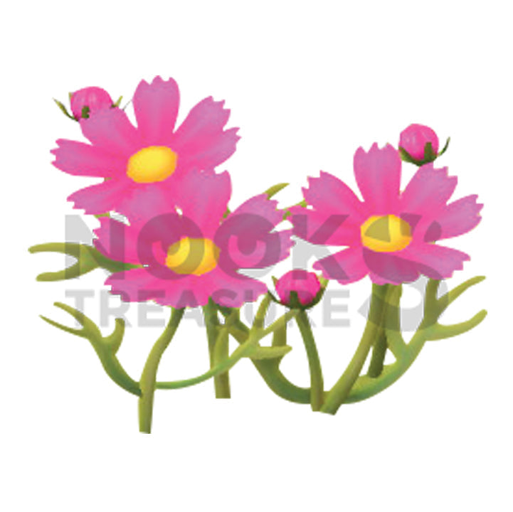 Pink-Cosmos Plant(s)
