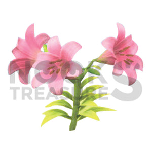 Pink-Lily Plant(s)