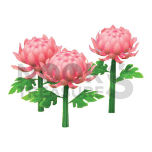 Pink-Mum Plant(s)