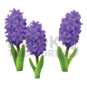 Purple-Hyacinth Plant(s)